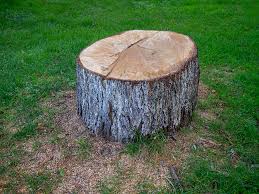 Professional Tree Services in Auburn, CA