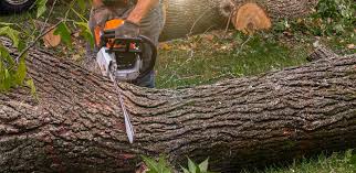 Leaf Removal in Auburn, CA