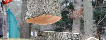 Best Hazardous Tree Removal  in Auburn, CA