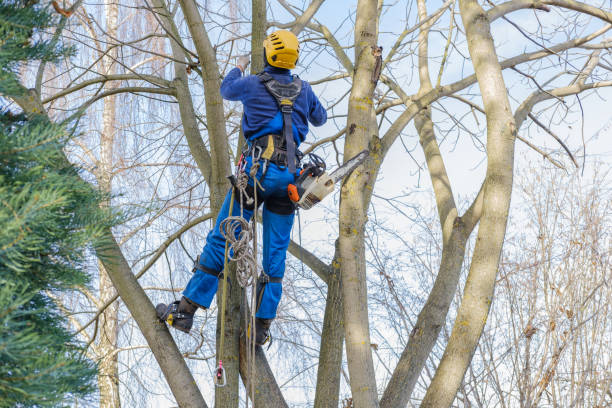 Best Hedge Trimming  in Auburn, CA