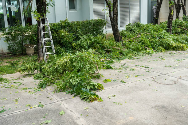 How Our Tree Care Process Works  in  Auburn, CA