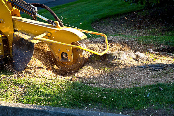 Best Tree Removal  in Auburn, CA