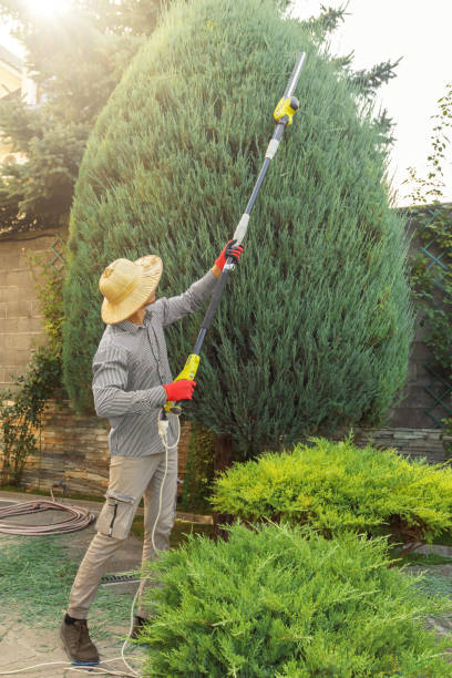 Best Organic Lawn Care Solutions  in Auburn, CA