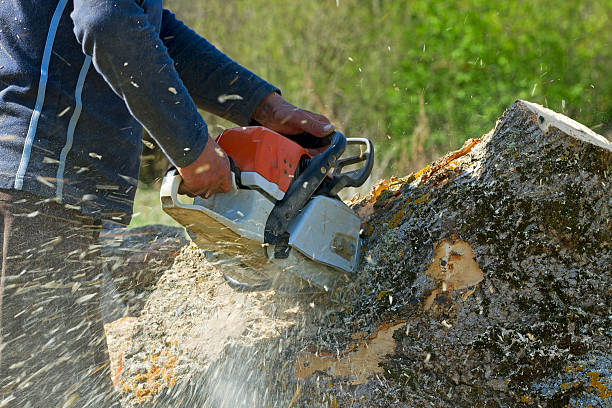 Best Fruit Tree Pruning  in Auburn, CA