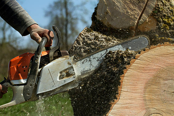 Best Storm Damage Tree Cleanup  in Auburn, CA